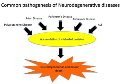 Kyoto_u_Neurology
